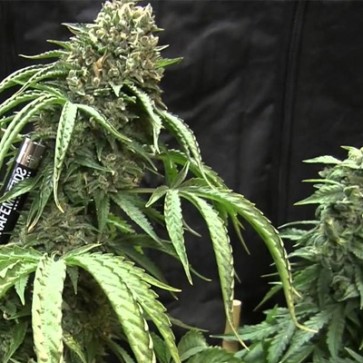 Bubba Kush Feminised Hemp Seeds